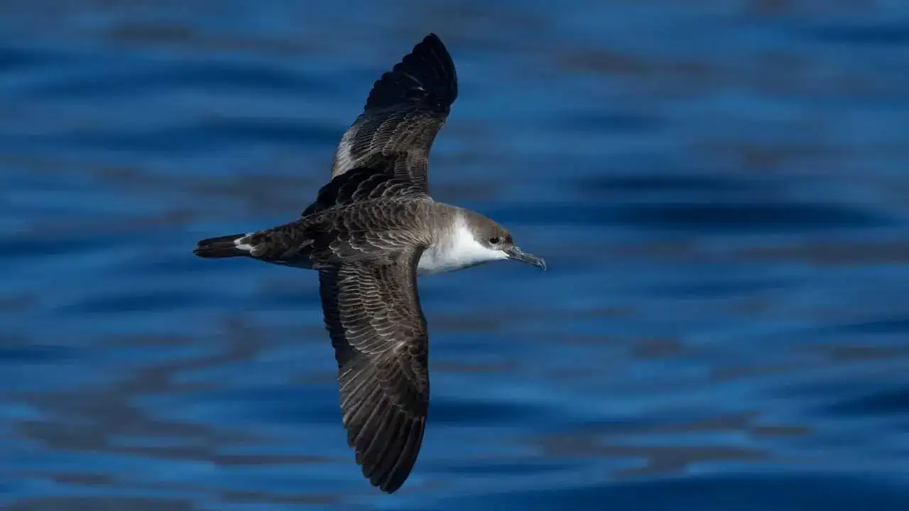 Güney Okyanusu’nun Gizemli Misafiri Hatay’da Görüntülendi! 2